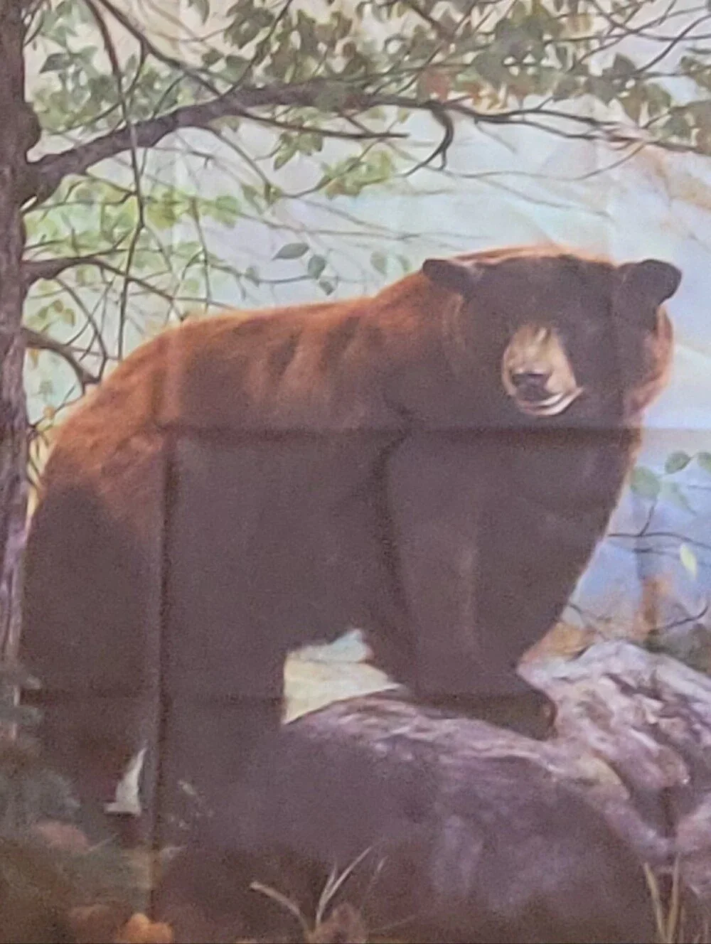 Bear aesthetic rustic farmhouse art decor wall hanging or table cover tapestry.
